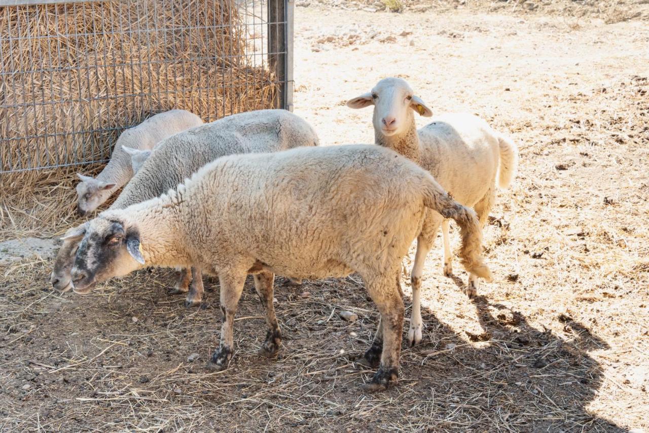 Farm Stay Il Carro Del Colle コッレヴァレンツァ エクステリア 写真